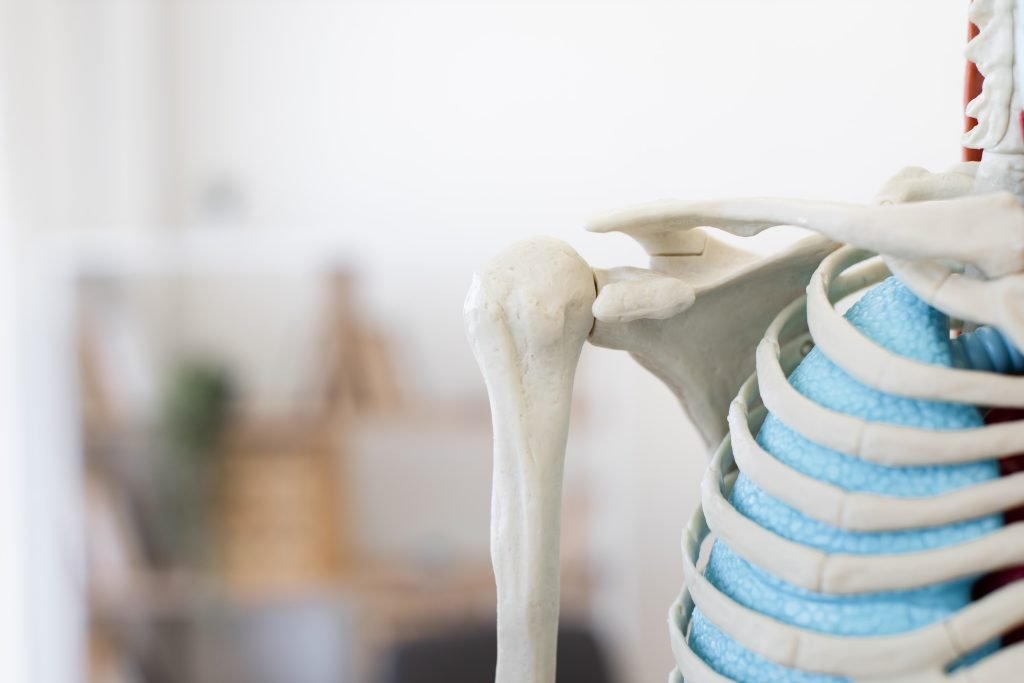 7 close up of shoulder and rib cage model for anatom 2024 12 13 14 45 34 utc min